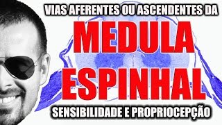 Medula Espinal Vias Aferentes ou ascendentes sensibilidade  Sistema Nervoso  VideoAula 092 [upl. by Ortensia]