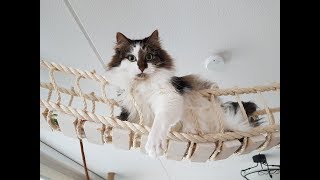 Laku and his old cat tree rope bridge home [upl. by Daley]