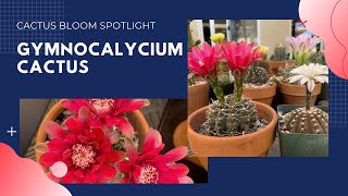 Spotlight on Gymnocalycium  Cactus Bloom [upl. by Igal]