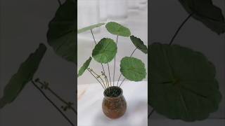 Diy pennywort plant 🌱 art viral diy trending satisfying diy diyplants diyflower [upl. by Nomra841]