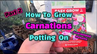 How to grow carnations part 2 [upl. by Eisdnil]