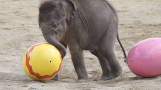 Elefantenbaby Jamuna Toni  1 Freigang im Tierpark Hellabrunn [upl. by Eet59]