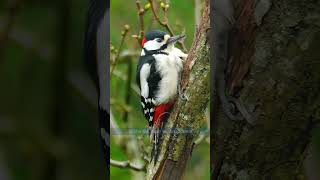 The Great Spotted Woodpecker  how to tell if its male  Bird sounds shorts [upl. by Danae]