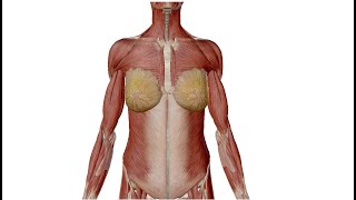 Anatomy of mammary gland and its lymphatic drainage [upl. by Lennej]