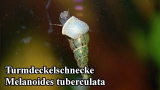 Turmdeckelschnecke  Melanoides tuberculata [upl. by Emmer]