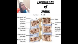 LIGAMENTS OF SPINE   LIGAMENTUM FLAVUM  SUPRASPINOUS  INTERSPINOUS  INTER TRANSVERSE LIGAMENT [upl. by Warram347]