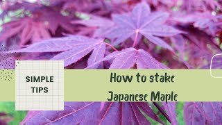 How to stake a Japanese Maple 🍁  Three techniques to shape your Japanese Maple [upl. by Htebazila417]