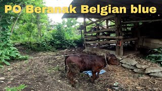 IB Sapi Po Beranak Belgian Blue [upl. by Nohpets573]