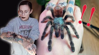 BonBon ESCAPED and I am NOT surprised Arboreal tarantula rehousing [upl. by Azitram]