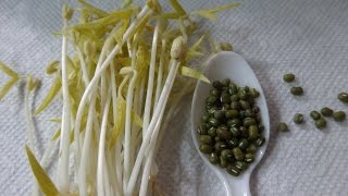 How to Grow Mung Bean Sprouts  Cheap Easy Method [upl. by Vitus]