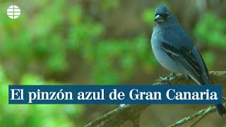 El pinzón azul de Gran Canaria [upl. by Vikky347]