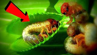 6 Plants That Eat Animals। Carnivorous Plants । Dangerous Carnivorous Plants That Eat Animals [upl. by Remmos]