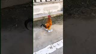 video lucu ketika ayam jantan sudah bergaya pakai sendal funny comedyvideos ngakak funny [upl. by Jedidiah]