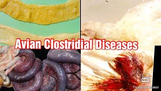 Clostridial Diseases In Poultry كولستريديا الدواجن [upl. by Annalise281]