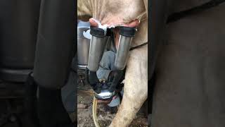 Milking fails animal animal cow dairyprocessing cowmilk milkingfails [upl. by Nereids982]