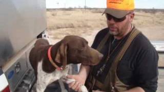 Steve Explains Mushers Secret  Gun Dog Supply [upl. by Wesle455]