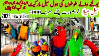 talking parrot Market Ringneck Parrot rate Pakistan 2023Yellow Maccaw exoticRozelaKackatocaRate [upl. by Eimat753]