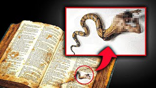 NOVA DESCOBERTA Texto Hebraico encontrado diz que A SERPENTE DE GÊNESIS NÃO ERA UMA SERPENTE [upl. by Akapol686]