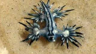 Glaucus atlanticus [upl. by Darcee]