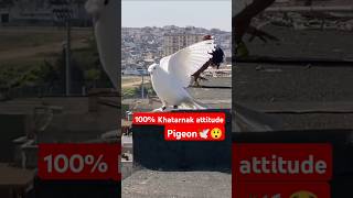 Racer kabutar  Racer kabootar attitude  attitude video 🕊️kabutar pigeon pigeonlanding attitude [upl. by Ttemme]