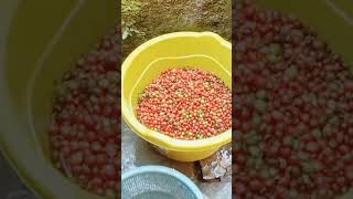 kopi excelsa dengan proses traditional fuklwash berkebun buah robusta [upl. by Trovillion561]