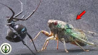 COLOSSAL Encounter BLACK WIDOW and GIANT Cicada UNEXPECTED FINALE [upl. by Jakie648]