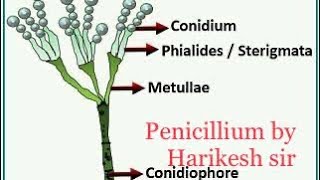 🌲Penicillium  penicillium notatum penicillium vermiculus penicillium by harikesh sir [upl. by Enna584]