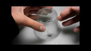 Handling a Hobo Spider Eratigena agrestis family Agelenidae [upl. by Bocoj412]