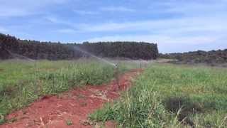 Irrigação de Pastagem com Aspersor Rain Bird LF 2400 [upl. by Asirrac]