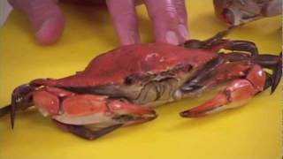 How to clean Blue Crab by Captain Vincent Russo Part 1 of 2 [upl. by Corel]