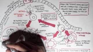 Part I  Mucosal Immunity [upl. by Lauri]