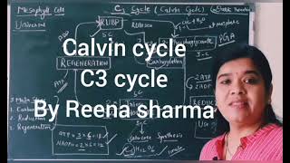 C3 cycle  Calvin cycle [upl. by Anis438]