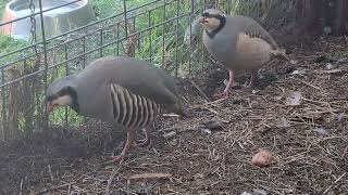 Chukar Partridge Call Sound [upl. by Htir]