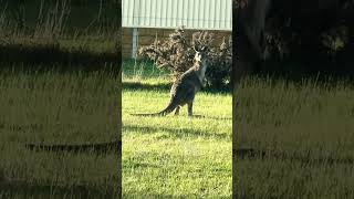 Baby’s in kangaroo mum’s pouch beautiful view in Australia in home backyard beautiful weather love [upl. by Raquela7]