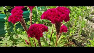 𝘊𝘦𝘭𝘰𝘴𝘪𝘢 𝘤𝘳𝘪𝘴𝘵𝘢𝘵𝘢  Amaranthaceae  Cockscomb  मोरशिखा [upl. by Ailyn673]