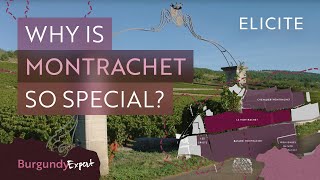 The Most Expensive White Wines In The World A Guide To Montrachet Wines [upl. by Udall]