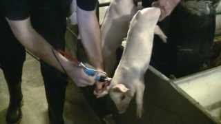 Pulse NeedleFree Systems Swine Vaccination Video 345 seconds HD [upl. by Claudio]