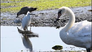 A little egret meets a giant swan [upl. by Ellasal314]