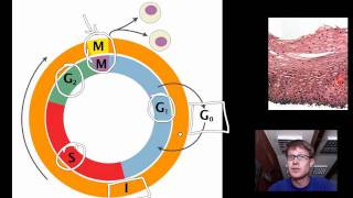 Cell Cycle Mitosis and Meiosis [upl. by Ydnarb]