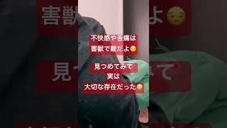 苦痛は大切な存在❓どゆこと😧苦しみは無くならないんですか❓無理です😤苦しみを受け入れ乗り越えるセルフコンパッションshorts [upl. by Aeslehc]