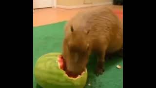 capybara eating watermelon [upl. by Kciredor]