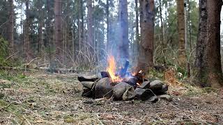 Forest bonfire  natural atmosphere and crackling of a bonfire in a dark forest [upl. by Dnartreb]