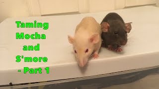 Taming My Skittish Baby Rats  Part 1 [upl. by Donielle]