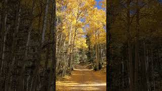 Aspens northern NM ♥️ 🙏 [upl. by Dublin]