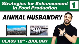 Strategies for Enhancement in Food Production 01 Animal Husbandry  Class 12 NCERT [upl. by Olympia]