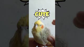 Cute sweet Cockatiel parrot cute pets [upl. by Ahsiekar]