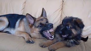 German Shepherd and Puppy Playing On Couch [upl. by Nawoj]