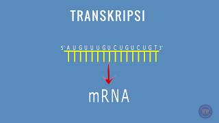 SINTESIS PROTEIN  TRANSKRIPSI [upl. by Oakman407]