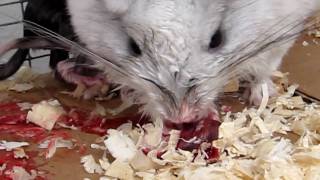 Chinchilla Delivers Bloody Placenta [upl. by Grinnell]