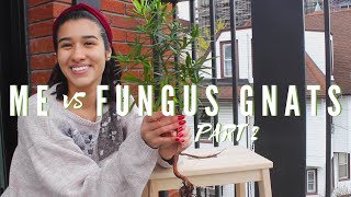 CAN YOU SUFFOCATE FUNGUS GNATS  Dealing with Fungus Gnats on House Plants Part 2 [upl. by Assirrak3]